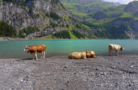 cattle brand generator pdf
