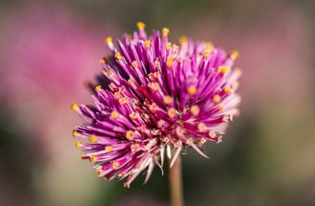 cherrypickers’ guide pdf download free